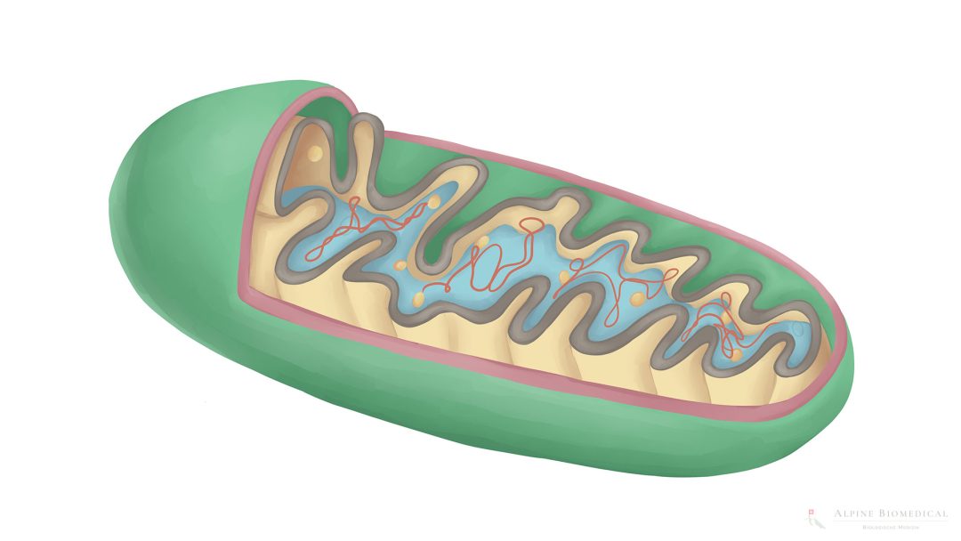 Mitochondrial therapy